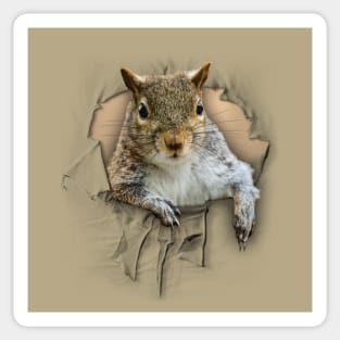 Ripped Shirt Squirrel - funny squirrel lover  Sticker